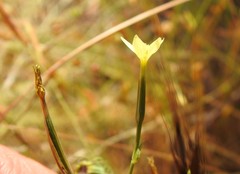 Centaurium maritimum