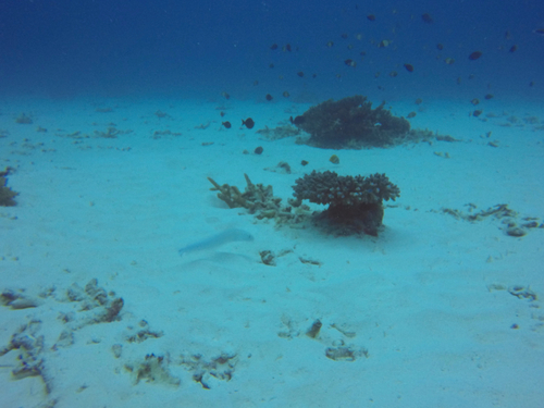 Malacanthus brevirostris