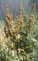 Rumex patientia orientalis
