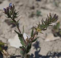 Anchusa thessala