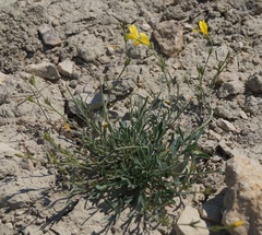 Linum pallasianum
