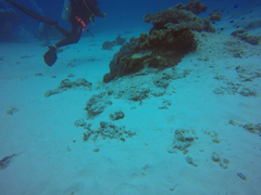 Valenciennea strigata