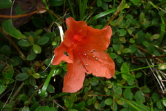 Rhododendron nakaharai