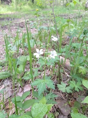 Geranium krylovii