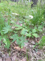 Geranium krylovii