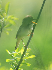 Acrocephalus palustris