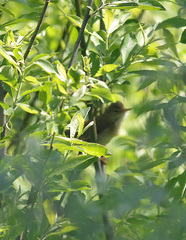 Acrocephalus palustris