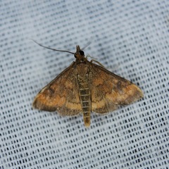 Pyrausta rubricalis