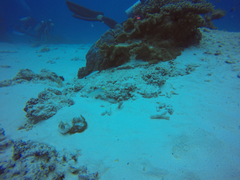 Valenciennea strigata