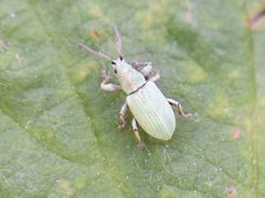 Phyllobius virideaeris