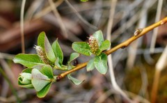 Salix fuscescens