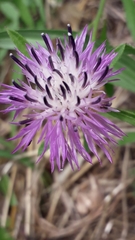 Centaurea aspera