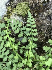 Asplenium fontanum