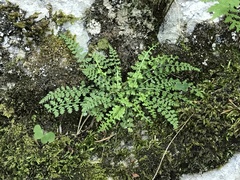 Asplenium fontanum