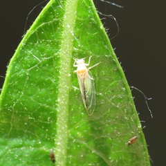 Bactericera minuta