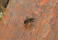 Rhyparochromus