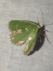 Comibaena bajularia