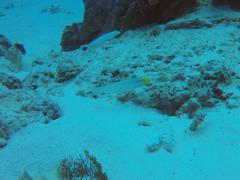 Valenciennea strigata