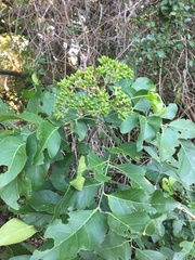 Micromelum minutum