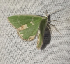 Comibaena bajularia