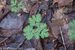 Dicentra