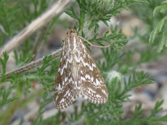 Evergestis frumentalis