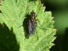 Dolichopus ungulatus