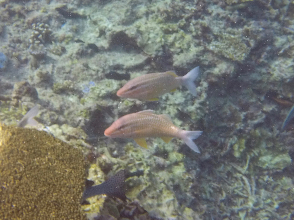 Whitesaddle goatfish