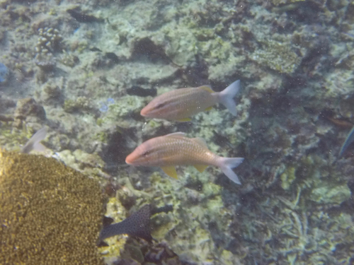 Parupeneus ciliatus