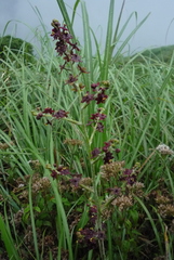 Veratrum formosanum