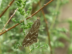 Evergestis frumentalis