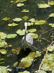 Ardea cinerea