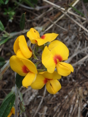 Pultenaea tenella
