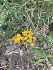 Hippocrepis comosa