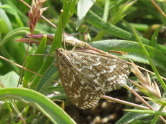 Evergestis frumentalis