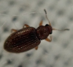 Corticariinae
