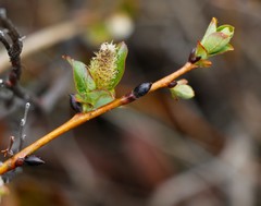 Salix fuscescens