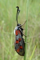 Zygaena rhadamanthus