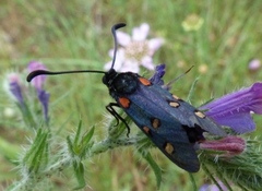 Zygaena lavandulae