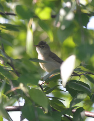 Acrocephalus dumetorum