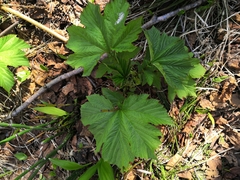 Filipendula camtschatica