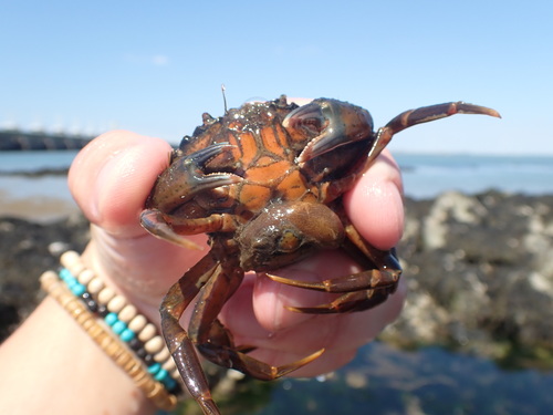 Crab-hacker barnacle, Oosterschelde, Zeeuwse meren, 158_13_400, NL, photo 8 of 10