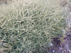 Rumex induratus