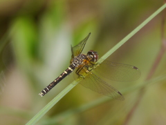 Nannothemis bella