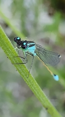 Ischnura elegans
