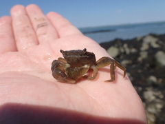 Hemigrapsus sanguineus