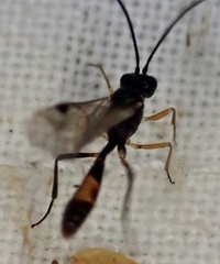 Ichneumonidae