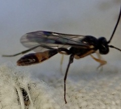 Ichneumonidae