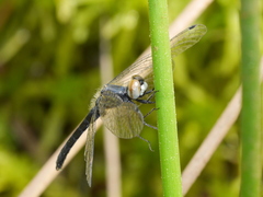 Nannothemis bella