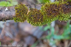 Ulota crispula